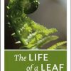 The Life of a Leaf