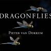 Dragonflies: Magnificent Creatures of Water, Air, and Land