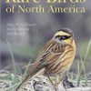 Rare Birds of North America