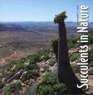 Succulents in Nature