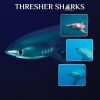 Thresher Sharks