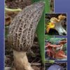 Field Guide to Edible Mushrooms of the Pacific Northwest