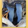 Field Guide to Edible Mushrooms of California