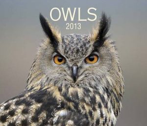 Owls 2013 Calendar