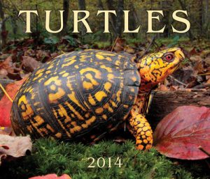 Turtles 2014 Calendar