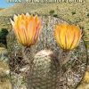 Texas Cacti: A Field Guide