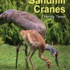 Sandhill Cranes, Family Times