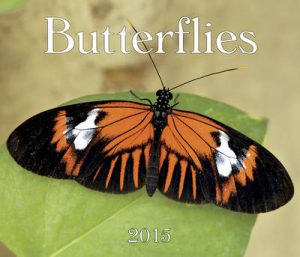 Butterflies: 2015