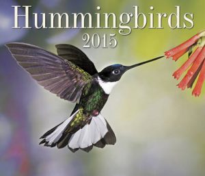 Hummingbirds: 2015