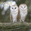 Owls: 2015