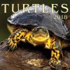 Turtles 2018