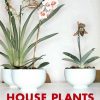 House Plants
