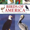 Birds of America: An Illustrated Encyclopedia and Birdwatching Guide