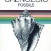 British Caenozoic Fossils