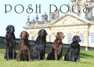 Posh Dogs