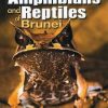 Amphibians and Reptiles of Brunei: A Pocket Guide