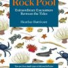 Rock Pool: Extraordinary Encounters Between the Tides: A Life -Long Fascination told in Twenty-Four Creatures