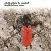 Britain's Insects: A field guide to the insects of Great Britain and Ireland