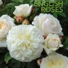 David Austin's English Roses
