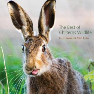 The Best of Chilterns Wildlife