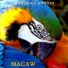 Macaw: Words of Nature