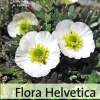 Flora Helvetica: Flore d'Excursions [Flora Helvetica: Excursion Guide] 2nd ed.