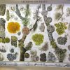 Lichens on Trees (wall chart)