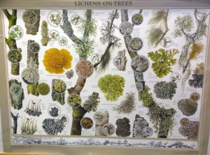 Lichens on Trees (wall chart)