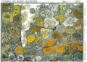 Lichens on Rocky Seashores Wall Chart
