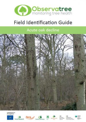 Acute oak decline : Observatree guides