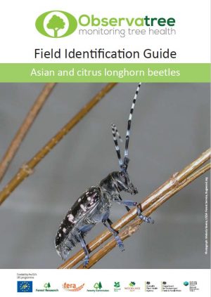 Asian and citrus longhorn beetles : Observatree guides