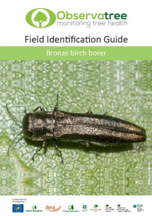Bronze birch borer : Observatree guides