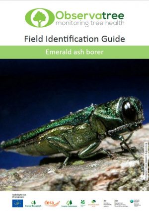 Emerald ash borer : Observatree guides