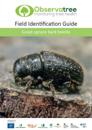 Great spruce bark beetle : Observatree guides