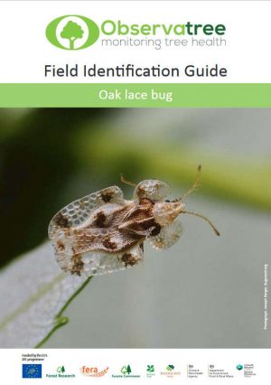 Oak lace bug : Observatree guides