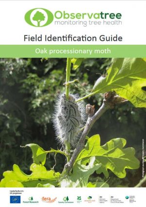Oak processionary moth : Observatree guides