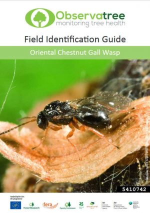 Oriental Chestnut Gall Wasp : Observatree guides