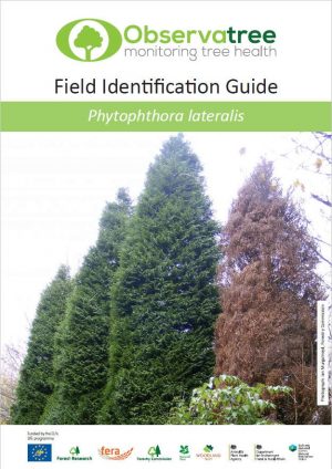 Phytophthora lateralis : Observatree guides