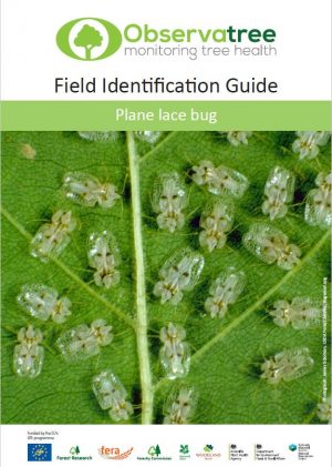 Plane lace bug : Observatree guides
