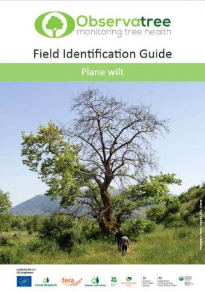 Plane wilt : Observatree guides