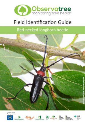 Red-necked longhorn beetle : Observatree guides