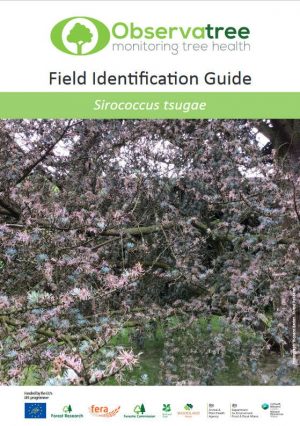 Sirococcus tsugae : Observatree guides