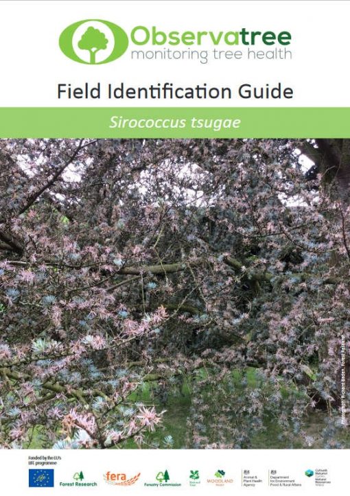 Sirococcus tsugae : Observatree guides