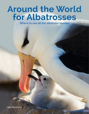 Around the World for Albatrosses: Where to See All the Albatross Species