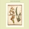 Botanical Sketchbooks