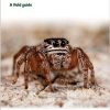 Britain's Spiders book cover