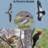 Birds of Chile: A Photo Guide