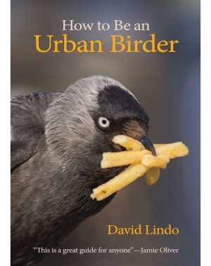 How to Be an Urban Birder