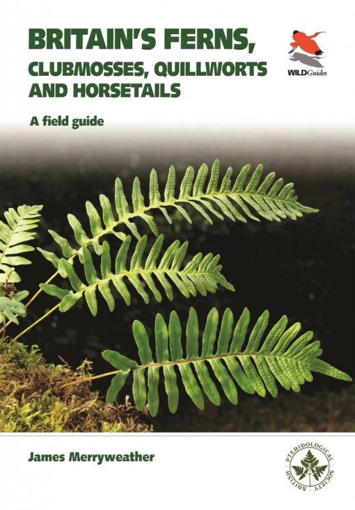 Britain's Ferns, Clubmosses, Quillworts, and Horsetails: A Field Guide