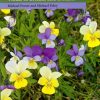 Violas of Britain and Ireland. BSBI Handbook no. 17